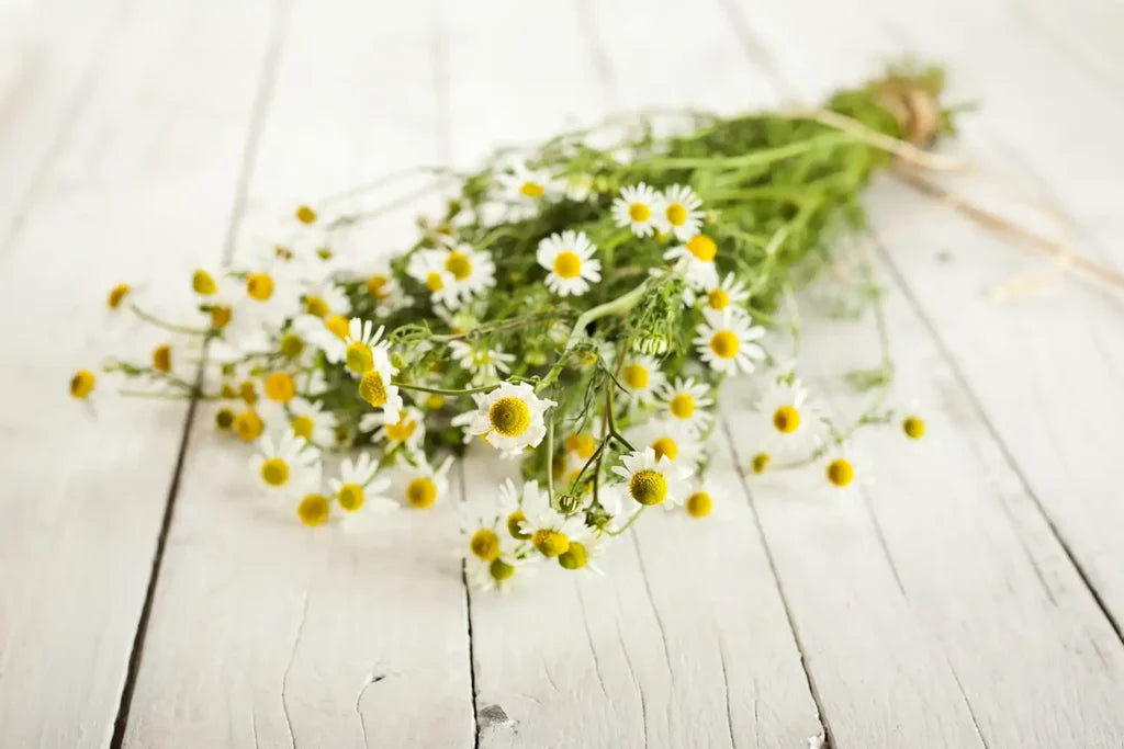 Chamomile Lotion