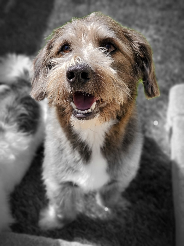 Relax Jax CBD Dog Treats